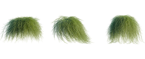 Casuarina glauca tree, front view, cutout, 8k png, transparent background, isolate, Green shrubbery cluster for landscaping and natural designs, garden flora