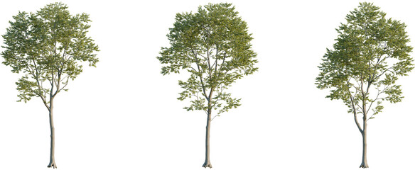 Celtis australis tree, front view, cutout, 8k png, transparent background, isolate, Three realistic trees with transparent backgrounds for your next project