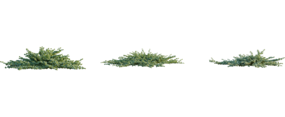 Correa alba tree, front view, cutout, 8k png, transparent background, isolate, Realistic green bushes set for garden design and landscaping projects
