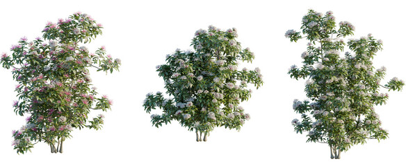 Clerodendrum quadriloculare tree, front view, cutout, 8k png, transparent background, isolate, Flowering shrubs set design offers captivating garden landscaping ideas