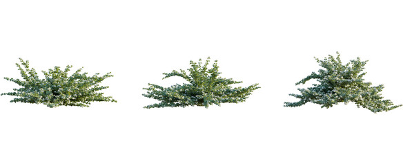 Correa alba tree, front view, cutout, 8k png, transparent background, isolate, Flowering bushes, vibrant spring blossoms for landscape design projects