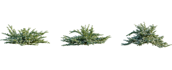 Correa alba tree, front view, cutout, 8k png, transparent background, isolate, Flowering bushes, vibrant spring blossoms for landscape design projects