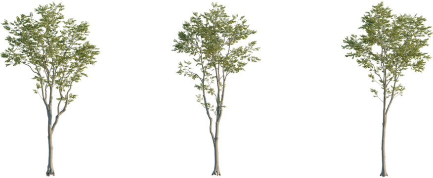 Celtis australis tree, front view, cutout, 8k png, transparent background, isolate, Three lush green trees offer natural landscape element, calm atmosphere