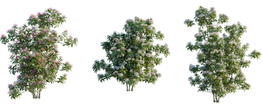 Clerodendrum quadriloculare tree, front view, cutout, 8k png, transparent background, isolate, Flowering shrubs set design offers captivating garden landscaping ideas