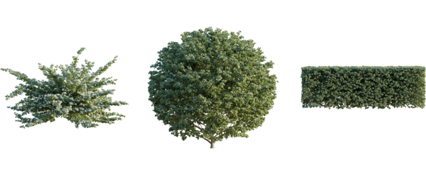 Correa alba tree, front view, cutout, 8k png, transparent background, isolate, Landscaping trees and bushes for garden design, park or backyard ideas