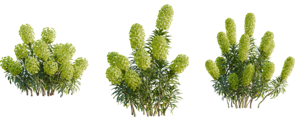 Euphorbia characias tree, front view, cutout, 8k png, transparent background, isolate, Euphorbia plant trio for landscaping, adds a touch of natural beauty