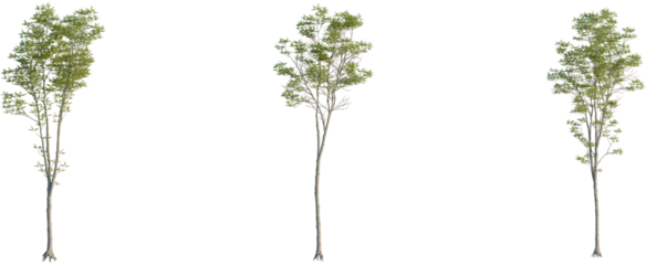Fraxinus excelsior tree, front view, cutout, 8k png, transparent background, isolate, Tall trees with green leaves set add natural beauty to your design work