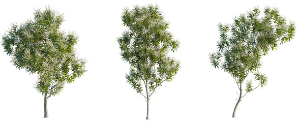 Obraz premium Grevillea baileyana tree, front view, cutout, 8k png, transparent background, isolate, Three trees with white flowers, realistic nature asset for design projects
