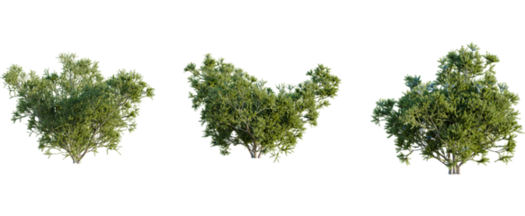 Juniperus communis tree, front view, cutout, 8k png, transparent background, isolate, Vibrant green bushes for landscaping design and 3D rendering projects
