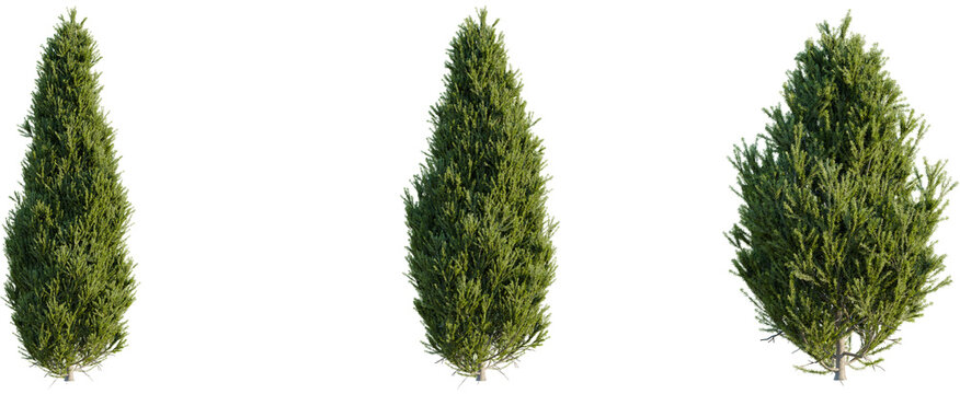 Juniperus communis tree, front view, cutout, 8k png, transparent background, isolate, Elegant Italian cypress trees add Mediterranean touch to landscape design