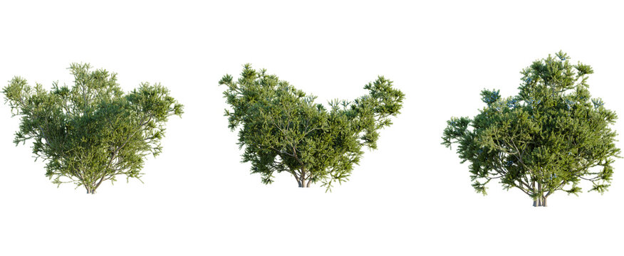 Juniperus communis tree, front view, cutout, 8k png, transparent background, isolate, Vibrant green bushes for landscaping design and 3D rendering projects