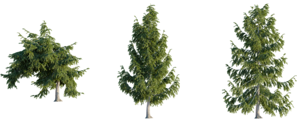 Picea abies tree, front view, cutout, 8k png, transparent background, isolate, Evergreen spruce trees isolated, perfect for landscaping or 3D renders