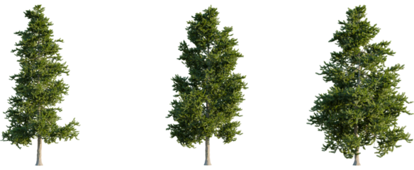 Picea orientalis tree, front view, cutout, 8k png, transparent background, isolate, Lush green trees bring natural beauty to architectural designs today