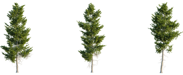 Picea orientalis tree, front view, cutout, 8k png, transparent background, isolate, Three tall green trees, natural evergreen foliage, summer landscape element
