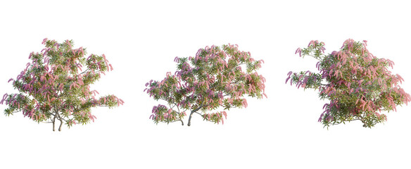 Pieris japonica tree, front view, cutout, 8k png, transparent background, isolate, Three blooming...