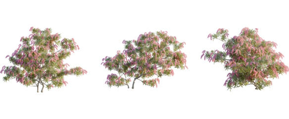 Pieris japonica tree, front view, cutout, 8k png, transparent background, isolate, Three blooming trees with pink flowers set for landscape design projects
