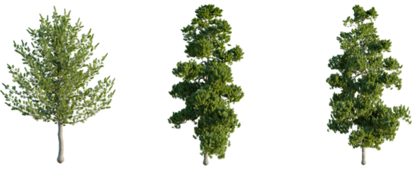 Pinus cembra tree, front view, cutout, 8k png, transparent background, isolate, Realistic trees isolated for landscape design and architectural rendering