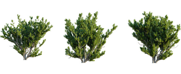 Pinus mugo tree, front view, cutout, 8k png, transparent background, isolate, Lush green bushes add vibrant life to your landscaping designs today