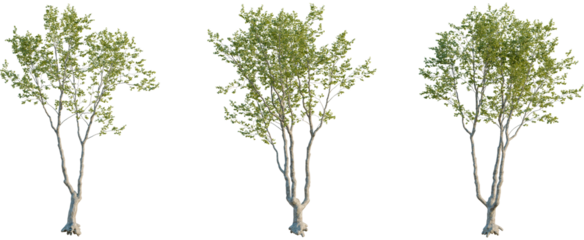 Platanus orientalis tree, front view, cutout, 8k png, transparent background, isolate, Realistic tree models for architectural visualization with transparent