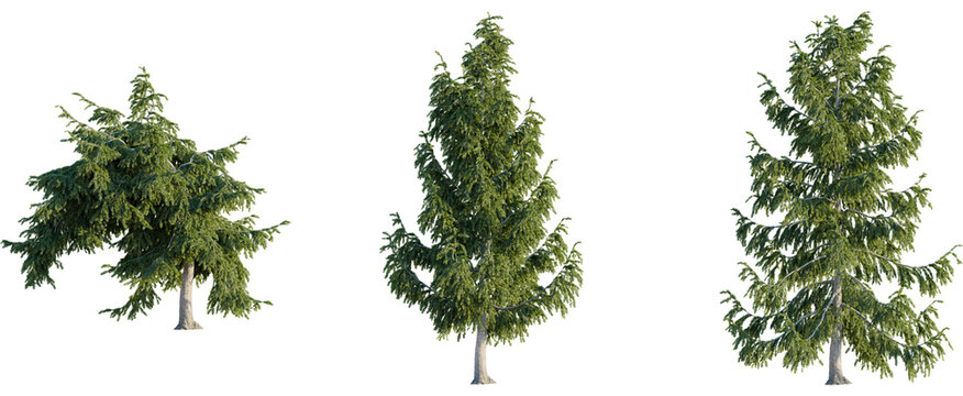 Picea abies tree, front view, cutout, 8k png, transparent background, isolate, Evergreen spruce trees isolated, perfect for landscaping or 3D renders