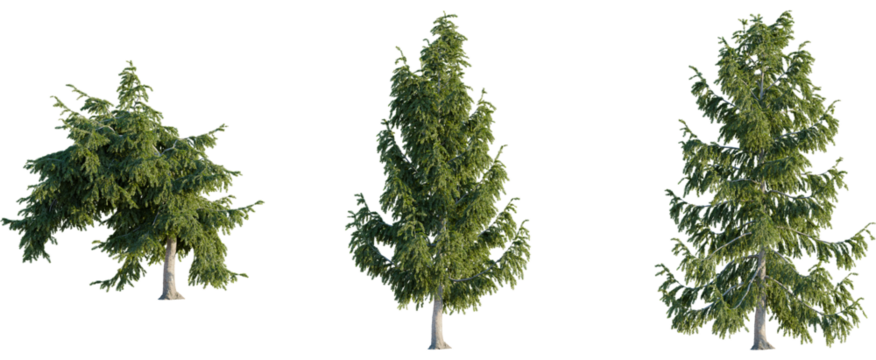 Picea abies tree, front view, cutout, 8k png, transparent background, isolate, Evergreen spruce trees isolated, perfect for landscaping or 3D renders