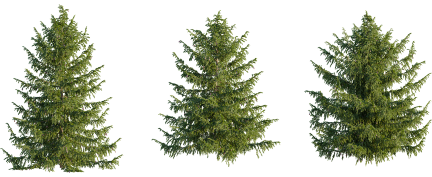 Picea omorika tree, front view, cutout, 8k png, transparent background, isolate, Evergreen trees isolated creating a natural forestry design element