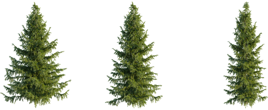 Picea omorika tree, front view, cutout, 8k png, transparent background, isolate, Three realistic evergreen trees for landscaping and architectural design