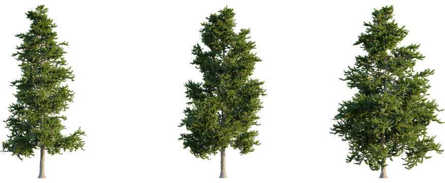 Picea orientalis tree, front view, cutout, 8k png, transparent background, isolate, Lush green trees bring natural beauty to architectural designs today