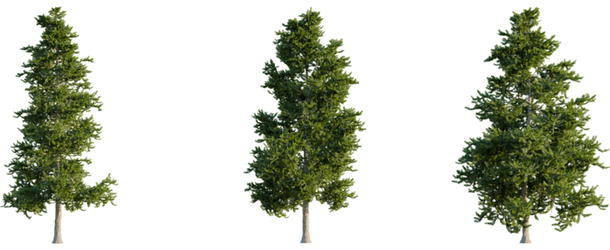 Picea orientalis tree, front view, cutout, 8k png, transparent background, isolate, Lush green trees bring natural beauty to architectural designs today