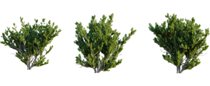 Pinus mugo tree, front view, cutout, 8k png, transparent background, isolate, Lush green bushes add vibrant life to your landscaping designs today