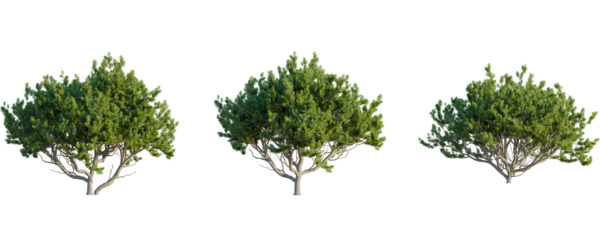 Pinus mugo tree, front view, cutout, 8k png, transparent background, isolate, Three green trees for landscape design projects, perfect for visualization