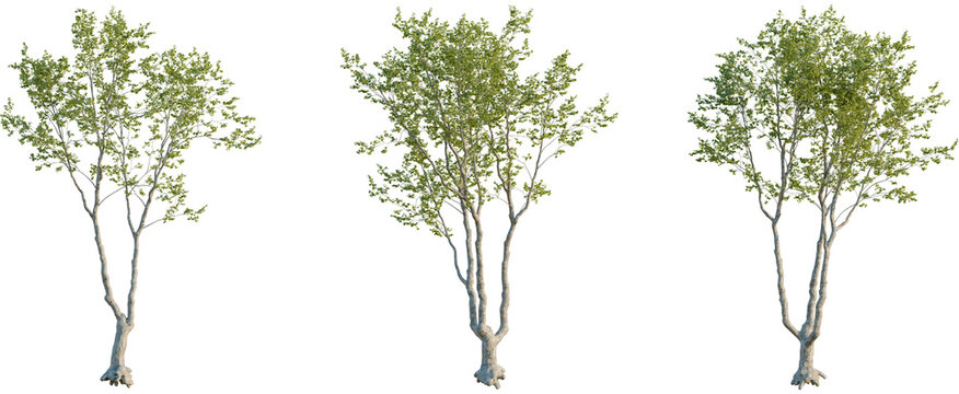 Platanus orientalis tree, front view, cutout, 8k png, transparent background, isolate, Realistic tree models for architectural visualization with transparent