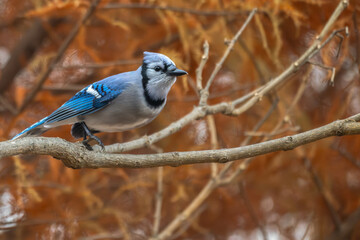 Blue jay preparing to take off from a branch, fall colors in the background.