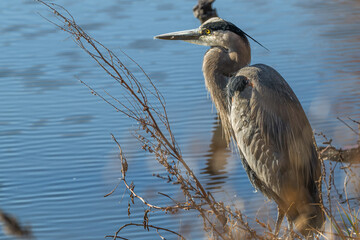 Closeup of a great blue heron by the lakeshore.