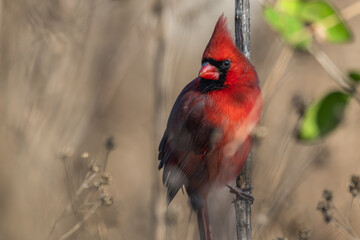Closeup of a male northern cardinal perched on a branch.