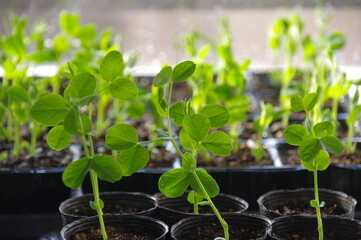 エンドウ豆の発芽　グリンピースの発芽　豆類の発芽