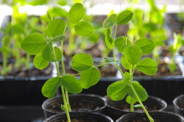 エンドウ豆の発芽　グリンピースの発芽　豆類の発芽