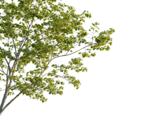 Acer pseudoplatanus tree corner view, cutout, 8k png, transparent background, isolate, Lush tree foliage overlay for dynamic seasonal designs and nature themes