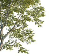 Acer pseudoplatanus tree corner view, cutout, 8k png, transparent background, isolate, Ash tree foliage with delicate leaves, perfect for adding nature to designs