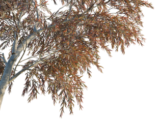 Agonis flexuosa burgundy tree corner view, cutout, 8k png, transparent background, isolate, Stunning tree with autumn leaves adding natural beauty to design projects