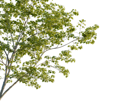 Acer pseudoplatanus tree corner view, cutout, 8k png, transparent background, isolate, Lush tree foliage overlay for dynamic seasonal designs and nature themes