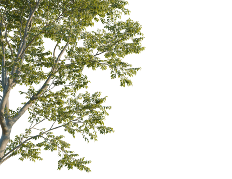 Acer pseudoplatanus tree corner view, cutout, 8k png, transparent background, isolate, Ash tree foliage with delicate leaves, perfect for adding nature to designs - Powered by Adobe