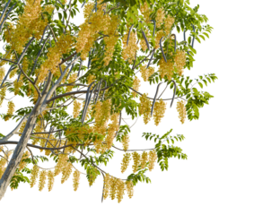 Cassia fistula tree corner view, cutout, 8k png, transparent background, isolate, Cascading golden wisteria blossoms frame a tranquil, sun-drenched paradise