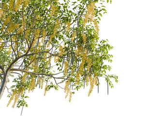 Cassia fistula tree corner view, cutout, 8k png, transparent background, isolate, Golden shower tree with vibrant yellow flowers and green leaves in summer