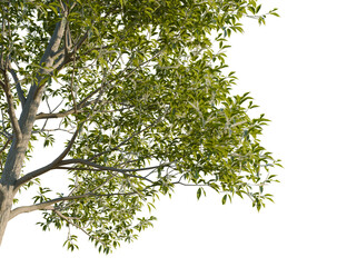 Castanea sativa tree corner view, cutout, 8k png, transparent background, isolate, Sunlit tree canopy with fresh green leaves and delicate branches overhead