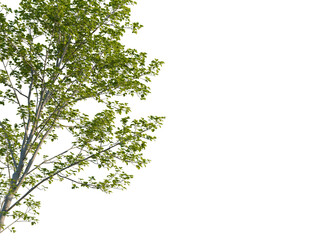 Castanea sativa tree corner view, cutout, 8k png, transparent background, isolate, Beautiful tree branches with fresh green leaves for nature design projects