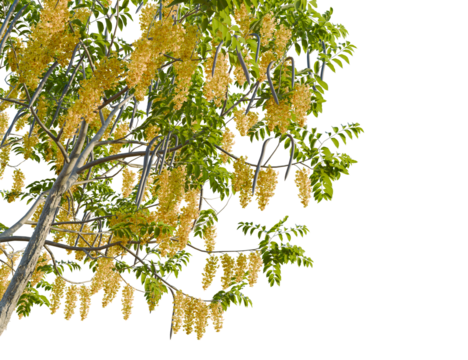 Cassia fistula tree corner view, cutout, 8k png, transparent background, isolate, Cascading golden wisteria blossoms frame a tranquil, sun-drenched paradise
