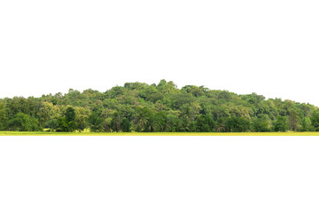 Green trees isolated on white background forest and summer foliage for both print and web with cut path .