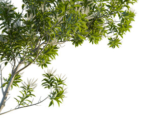 Grevillea baileyana tree, corner view, cutout, transparent background, isolate, Elegant tree branches with vibrant green leaves and white blossoms overlay