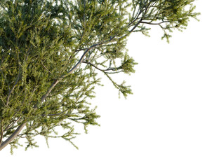 Juniperus communis tree, corner view, cutout, transparent background, isolate, Vibrant tree foliage with lush green leaves against a transparent layout